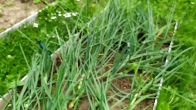 Убрали чеснок, сходила на участок Гали, посмотрела на наши посадки, перец Рамиро радует... смотреть онлайн