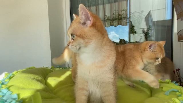 ? ЗОЛОТЫЕ КОШКИ❤️ЧЕРНОЕ ЗОЛОТО И ШОКОЛАДНОЕ ЗОЛОТО?GOLDENKITTENS?