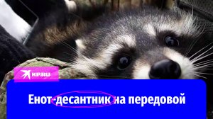 Енот «Херсон» с российскими военными на передовой