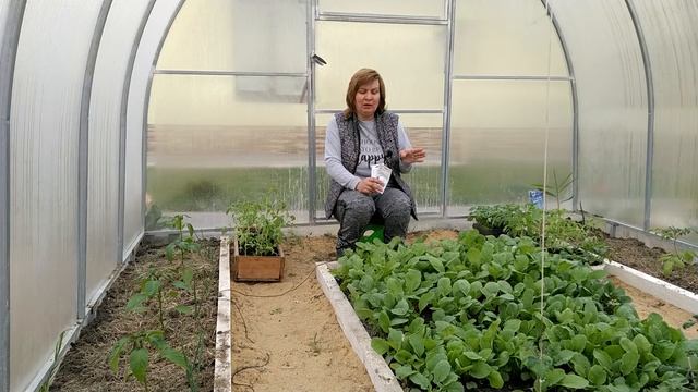 Выращиваю редис только так: маленькая хитрость для быстрого и богатого урожая редиса!