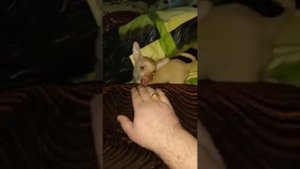 Арчи, той терьер,собаки маленьких пород,агрессия маленьких собак,безстрашие той терьеров