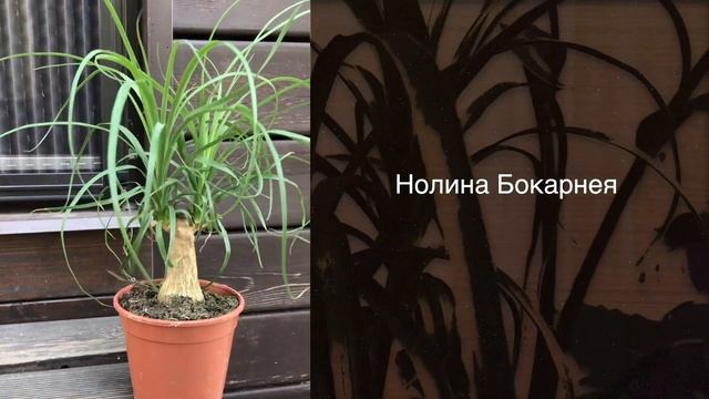 Топ 5 растений с минимальным уходом для дома и офиса смотреть онлайн