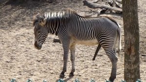 Zebra in peak condition at Lincoln Park Zoo in Chicago