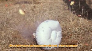 Как отключить зуммер ремня безопасности, Туарег.