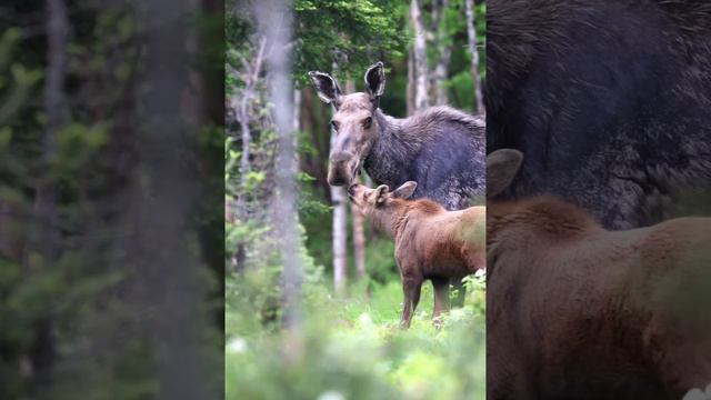 Moose are the largest artiodactyls
from the deer family 🫎