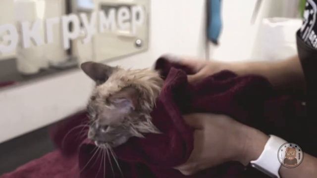 Экспресс линька. Блэкгрумер.рф.