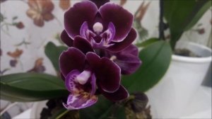 Орхидеи Декабрь ))Витамины и Янтарная кислота)))