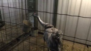 🦅🐫🐑🐢🦆 Мир ЖИВОТНЫХ. Зоопарк для детей. ЗНАКОМСТВО с животными. Контактный зоопарк ГОРКИ