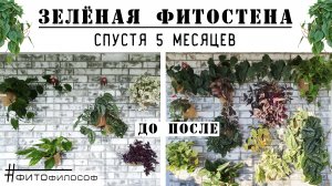 ЗЕЛЕНАЯ ФИТОСТЕНА спустя 5 месяцев ? #обзорРАСТЕНИЙ ? Настоящие джунгли