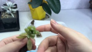 Возмущённая распаковка посылки с суккулентами от коллекционера