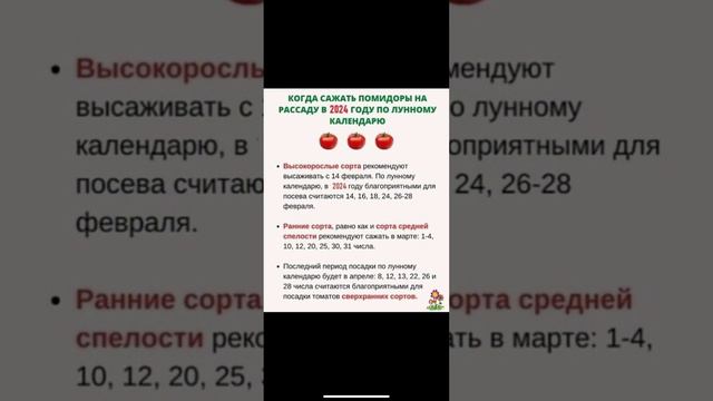 Когда сажать помидоры в 2024