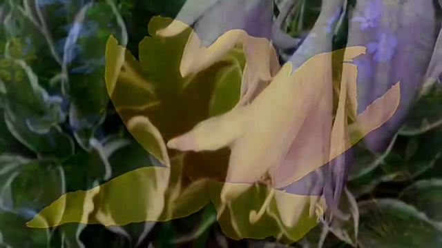 "МЫ"- стихи и фотографии Эльвиры Игоревны смотреть онлайн