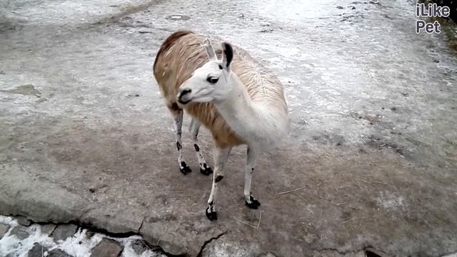 Лама Мех на ilikepet смотреть онлайн