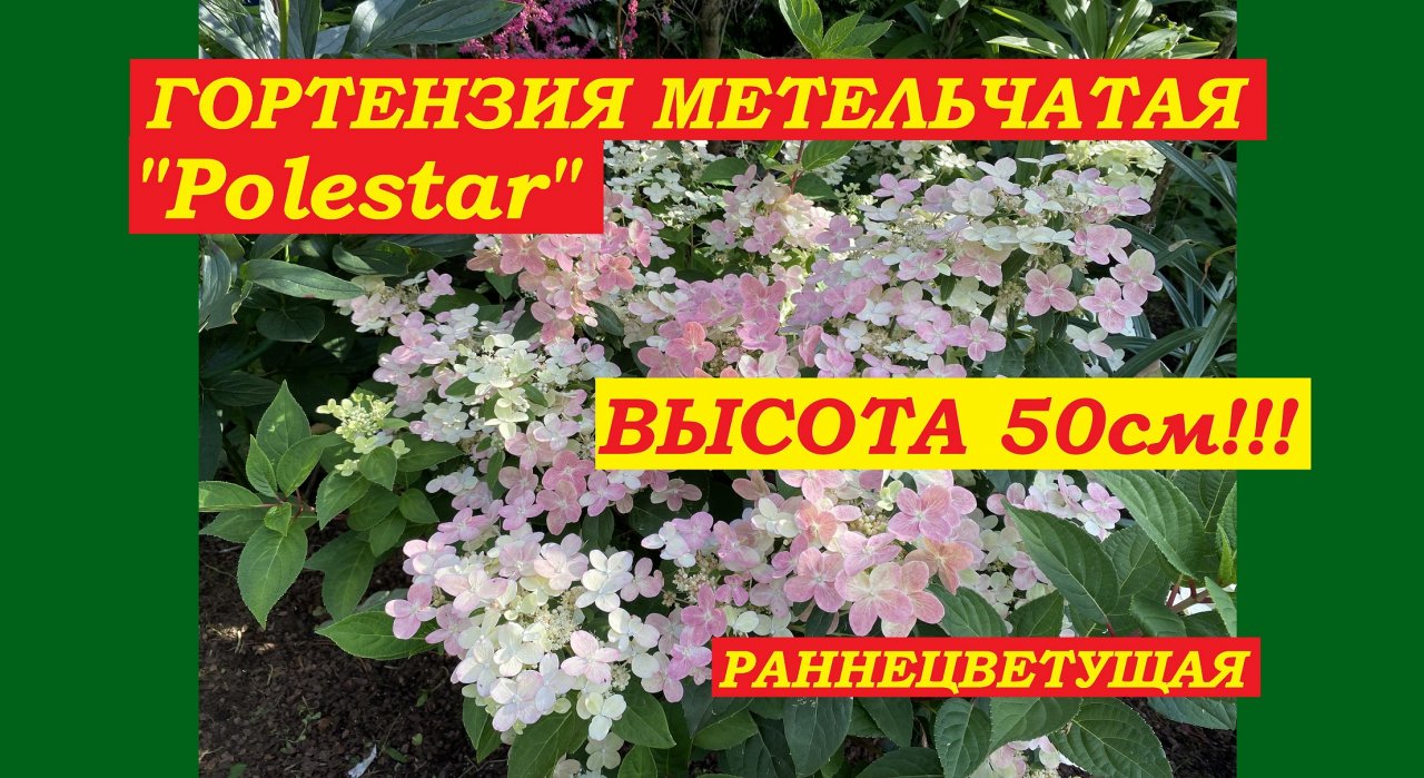 Гортензия метельчатая Поулстар / Свич Офелия Hydrangea paniculata Polestar / Switch Ophelia