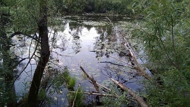 Отдых на природе на реке Инзер. Болотные #нимфеи.  #природаБашкирии
