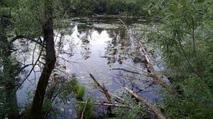 Отдых на природе на реке Инзер. Болотные #нимфеи.  #природаБашкирии