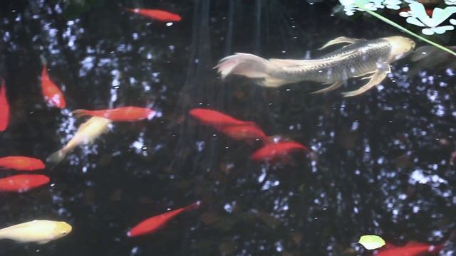 Rob Collier - Number One смотреть онлайн