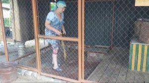 #Лечение мастита у козы/ Забот полон рот