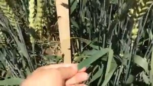 Урожай пшеницы озимой - семена гибрида Акратос - видео 2