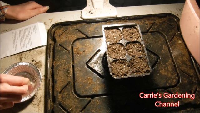 how to start million bells from seed, how to start calibrachoa flowers from seed смотреть онлайн