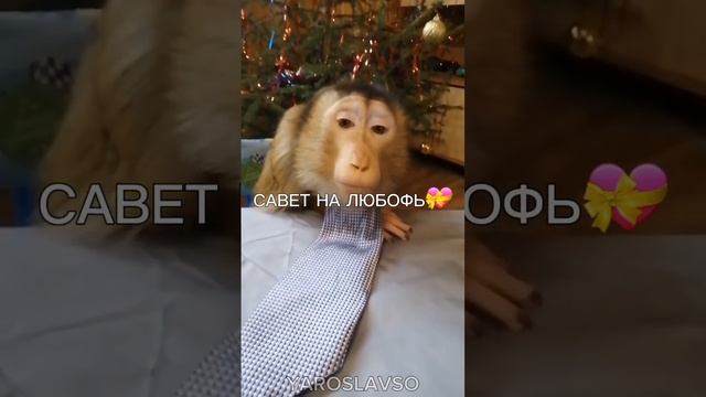 Бибизяна мем