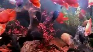 Красные астронотусы и трёхгибридные попугаи - Red Parrot, Astronotus ocellatus