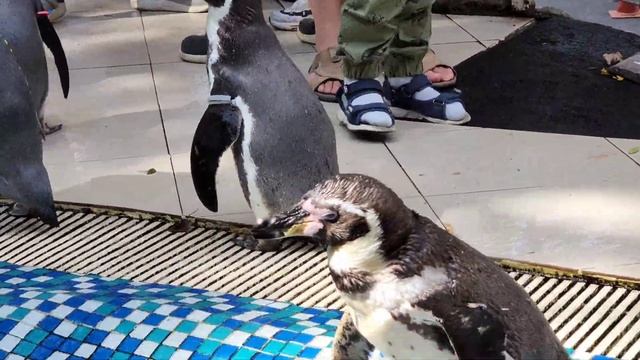 Паттайя 2022 смотреть онлайн