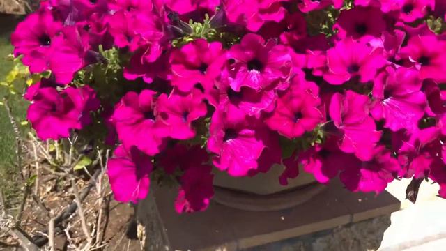 Come potare le surfinie смотреть онлайн