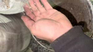 Видео 2 Гранулятор Комбикорма Из МясоРубки 220 в Мощность 1,6 кВт Производительность 30 кг в час