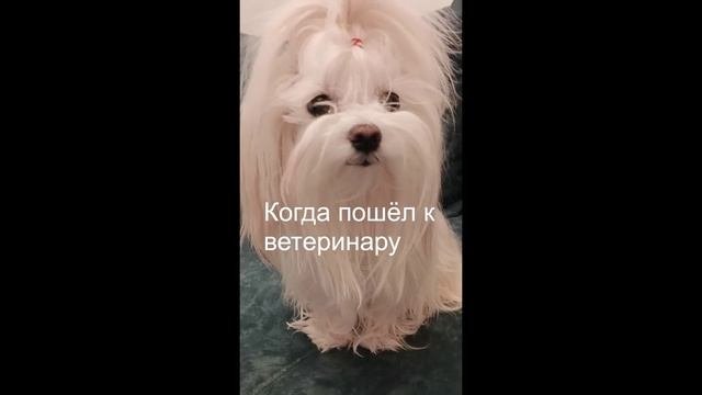 Когда пошёл к ветеринару