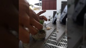 Sedeveria  Harry Butterfield 🍀🍀♥️♥️