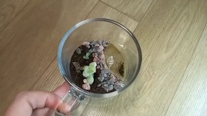 Флорариум с водоёмом из эпоксидной смолы