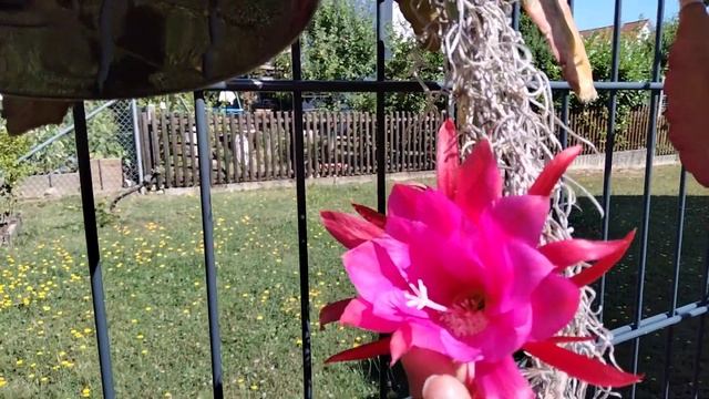 Новые гибридные лобивии.Эхинопсисы цветут.Огромный эхиноцереус.Эпифиллум расцвел.Моя такса.
