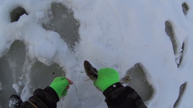 Зимняя рыбалка на озере.Жерлицы в деле. Щука и окунь радуют глаз.