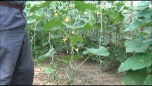 ОГУРЦЫ до заморозков. СКРУЧИВАЕМ КОЛЬЦО из огуречной плети