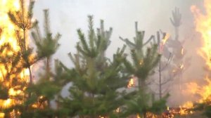 Лесной пожар в Самарской области  Часть 2