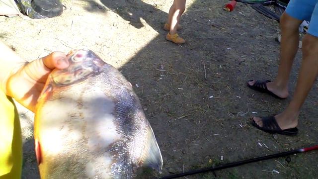 Пиранья на Дону смотреть онлайн