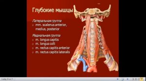 Анатомия мышц. Мышцы, фасции и топография головы и шеи.