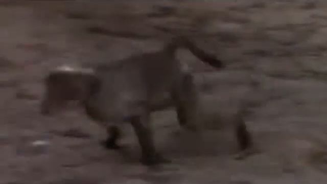 В мире животных, или почти как, иногда, у людей... смотреть онлайн