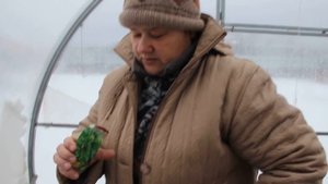 Сажаем под зиму: сеем зелень и помидоры.| Winter Sowing: salad, dill, tomatoes.