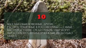 23 интересных факта о грибах. 23 факта о грибах, которые вы не знали (но должны знать)