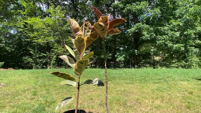 Ficus Elastica Ruby & Ficus Elastica Tineke (Rubber Tree) Comparison