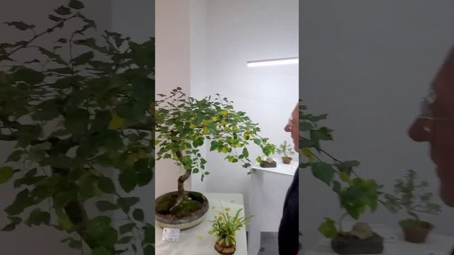 Что делать с этим деревом? #shorts #garden #bonsai #plant