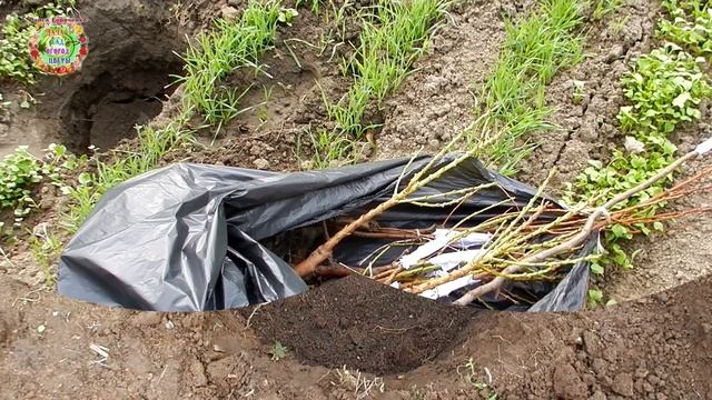 Ни в коем случае не пересаживайте поросли сливы, вишни, зизифуса в августе смотреть онлайн