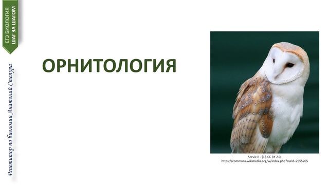 Биологические науки за 3 минуты