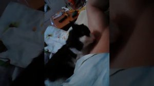 Кот вылизывает подмышки хозяину.