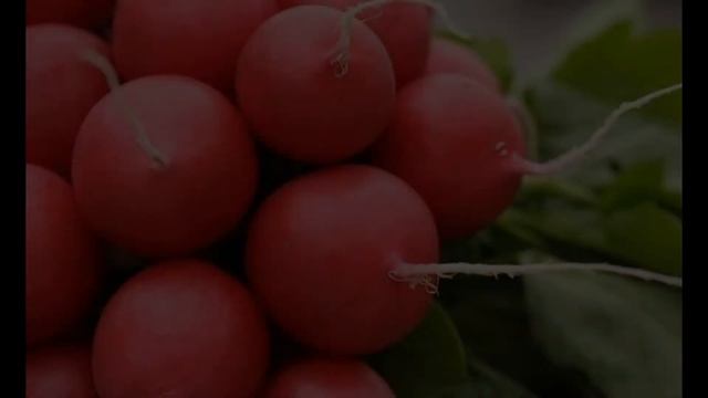 Обзор сорта редиса 