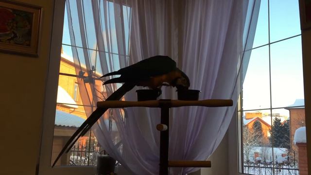 Ричи, говорит но как по - китайски смотреть онлайн