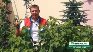 Смородина Обыкновенное чудо 16Х9