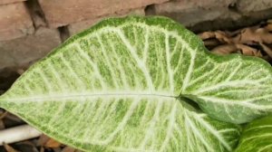 Syngonium plant @lushy green # beautiful # amazing shade of leaves 😍😍